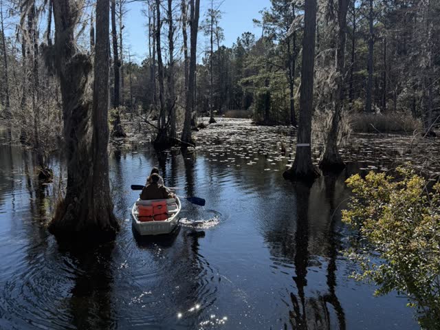 Cypress swamp, kayaks