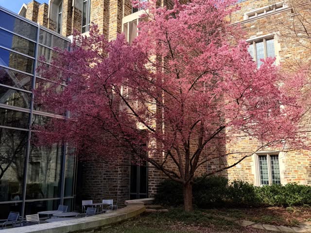 Blossoms on campus