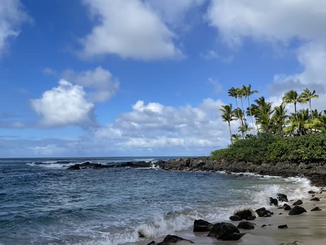 Palm cove