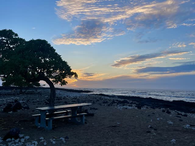 Sunrise, one tree